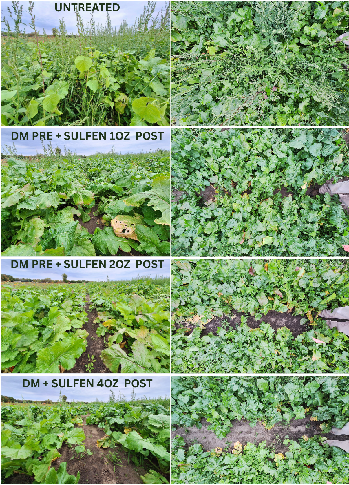 Composite field trial image comparing untreated and post-emergence sulfentrazone treatments. The top row labeled &ldquo;UNTREATED&rdquo; shows dense, mixed broadleaf and grassy weeds overtopping the crop canopy. The second row labeled &ldquo;DM PRE + SULFEN 1 OZ POST&rdquo; shows moderate weed suppression with improved row visibility but still noticeable weed presence. The third row labeled &ldquo;DM PRE + SULFEN 2 OZ POST&rdquo; shows increased weed control with more exposed soil between rows and fewer surviving weeds. The bottom row labeled &ldquo;DM + SULFEN 4 OZ POST&rdquo; shows the greatest weed suppression among post treatments, with mostly clean row middles, visible bare soil, and minimal remaining weeds.